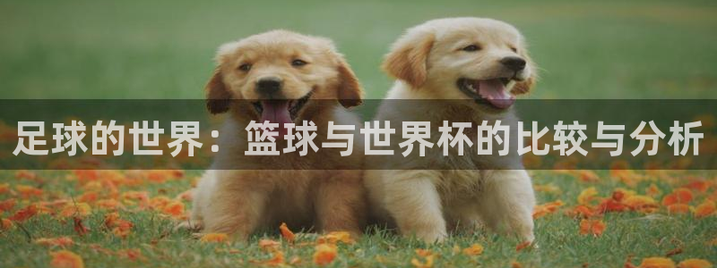 2026男足世界杯赛程:足球的世界:篮球与世界杯的比较与分析